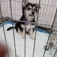 توله شیتزو اشپیتز