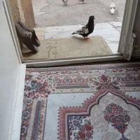 فروش کبوتر