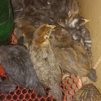 فروش جوجه گلپایگان ۴۰روزه