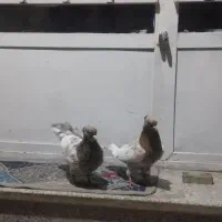 کله هفت رنگ جوان کرباتی زرد و سیاه معاوضه ایی|پرنده|مشهد, چهاربرج|دیوار