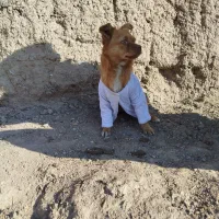 سگ پا کوتاه نژاد روباهی دست آموز زبان می‌فهمه|سگ|زنجان, |دیوار