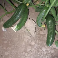 خیار بامیه برای فروش حمیدیه صگور