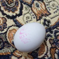 نظر گرفتن تضمینی