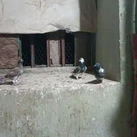 کبوتر پرشی