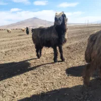 قوچ|حیوانات مزرعه|ازنا, |دیوار