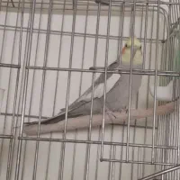 عروس هلندی بالغ و سالم