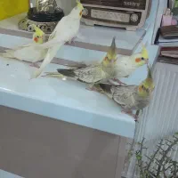 عروس هلندی|پرنده|قرچک, زیبا شهر|دیوار