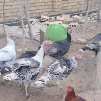 بوقلمون نر و ماده