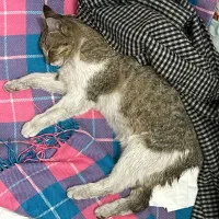 امداد گربه dsh