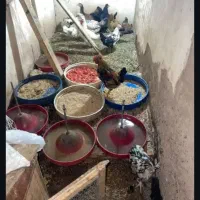 مرغ وخروس زینتی