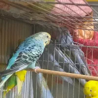 پرنده|پرنده|زنجان, |دیوار