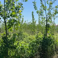 زمین ۲هزار متر با ۵۰ متر بَر وسط رشت