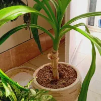 گل دراسنا دونه ای 600