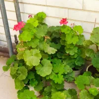 فروش چند رقم گل تر و تازه همراه با گلدان