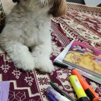 سگ پاپی نژاد شیتسو سوپرفلت