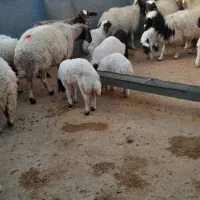 فروش نقدی جفتی ۴۶ تومن|حیوانات مزرعه|آبدانان, |دیوار