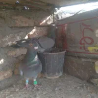 کفتر