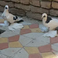 قره گویوخ جفت