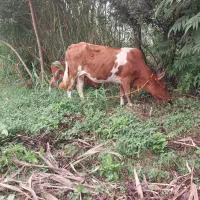 گاو چالوسی حامله باگوساله ماده