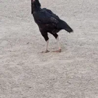 نسل بالا