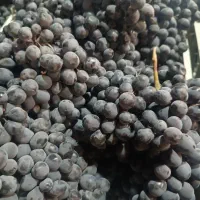 انگور شانی سردشت