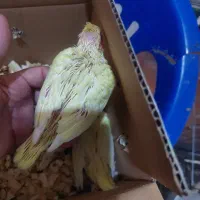 طوطی عروس هلندی رنگی