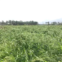 زمین کشاورزی اجاره