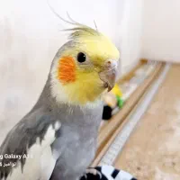 یک جفت عروس هلندی