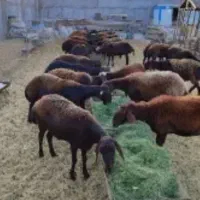 گوسفند افشار آبستن
