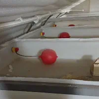 وان آب جهت پرورش آبزیان|ماهی|کاشان, باغ ماجد|دیوار