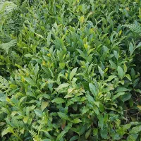 کار در ترکیه در شرکت چای