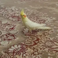 عروس هلندی|پرنده|مشهد, باغ فراگرد|دیوار