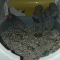 جوجه طوطی کوتوله