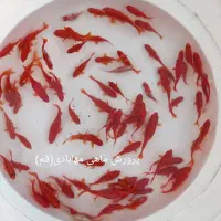 ماهی قرمز|ماهی|قم, تعویض پلاک|دیوار