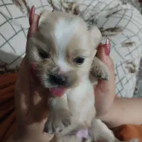 پدرومادرشیترو