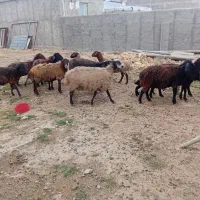 میش بره دار جفتی 55میلیون