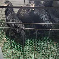 فروش 3مرغ کاکلی پاپر ریشو 6 ماهه|حیوانات مزرعه|آمل, |دیوار