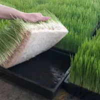 علوفه هیدروپونیک دام