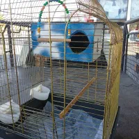 قفس وساعت دیواری