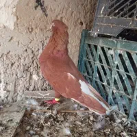 سرخ دم‌سفید|پرنده|سوسنگرد, |دیوار