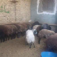 50کیلو 7ملیون|حیوانات مزرعه|کرج, فاز ۳ گوهردشت|دیوار