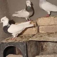 کفتررنگه طوقی آبی ساده چپ آلمانی هواای چخ