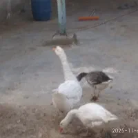 قوغاز  و غاز