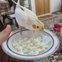 عروس هلندی جفت مولد|پرنده|بهار, |دیوار