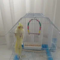 عروس هلندی سرحال