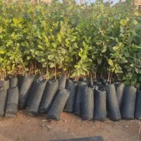 نهال پسته طلای سبز