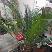سیکاس بنجامین یوکا
