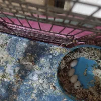 فنچ کینگ|پرنده|مسجد سلیمان, |دیوار