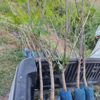 نهال گردوژنوتیپ برتر پیوندی خوشه ای ارسال رایگان|خدمات باغبانی و درختکاری|کرمانشاه, |دیوار