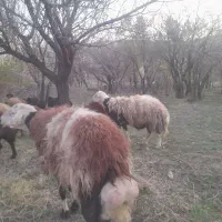 ۲ عدد قوچ پلنگی